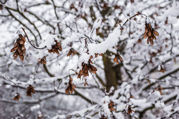 Frozen leaves.Winter city. Snow Covered Tree Branches.Atmospheric winter view with frost covered tree branches and dry plants in forest on blurred background during snowfall.