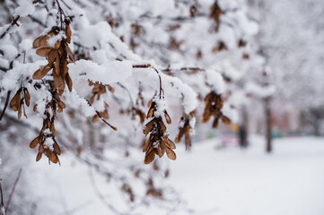 Frozen leaves.Winter city. Snow Covered Tree Branches.Atmospheric winter view with frost covered tree branches and dry plants in forest on blurred background during snowfall.