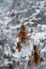 Frozen leaves.Winter city. Snow Covered Tree Branches.Atmospheric winter view with frost covered tree branches and dry plants in forest on blurred background during snowfall.
