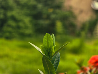 A close-up of fresh green leaves sprouting from a plant with a blurred natural background
