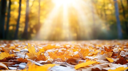Golden Autumn Leaves Beneath Sunlit Trees