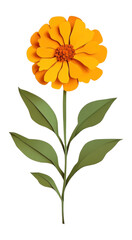 PNG Marigold flower illustration petal paper.