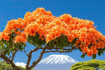 Stunning orange blossoms frame a snow capped mountain under bright sky