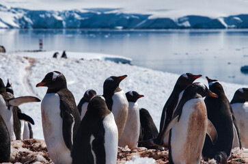 Obraz premium Antarctic penguins on icy Antarctic Peninsula.