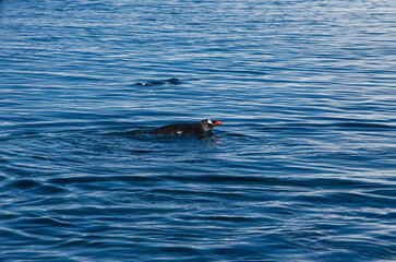 Fototapeta premium Antarctic penguins on icy Antarctic Peninsula.