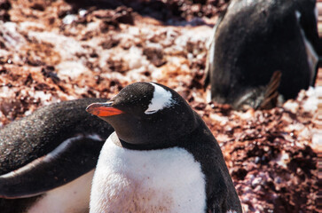 Fototapeta premium Antarctic penguins on icy Antarctic Peninsula.