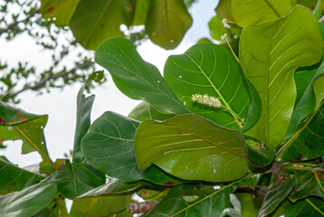 Obraz premium Green Sea Almond Leaves with Tiny White Flowers