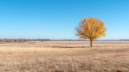 Solitary autumn tree in vast field, clear sky