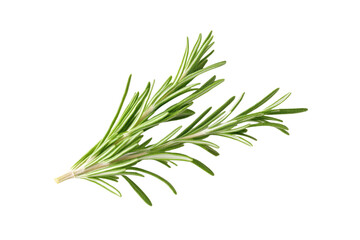 Fototapeta premium Green herb with a white background, isolated