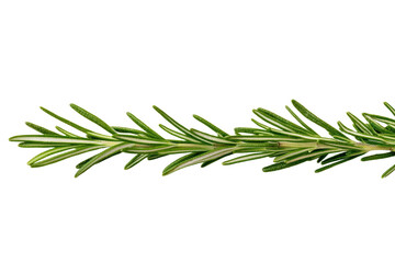 Fototapeta premium Long green herb with a white background, isolated