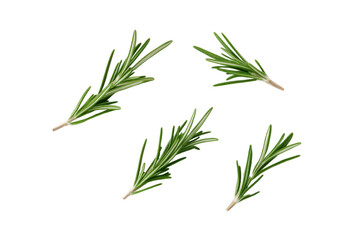 Fototapeta premium Four green rosemary leaves are shown in a row, isolated