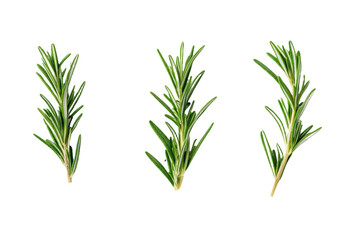 Three thin green stems of rosemary, isolated