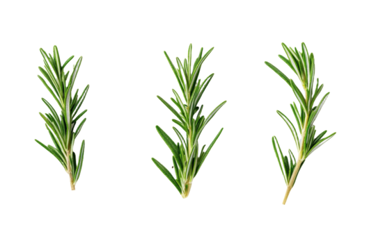 Three thin green stems of rosemary, isolated