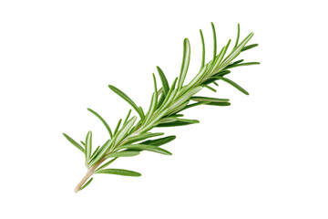 Fototapeta premium Green herb with a long stem, isolated