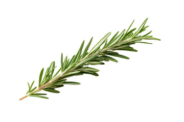 Fototapeta premium Long green herb with a white background, isolated