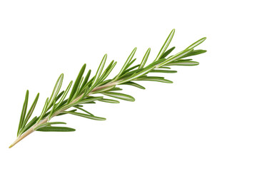 Fototapeta premium Long green leaf of a plant with a stem, isolated