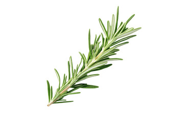 Fototapeta premium Long green herb with a pointed tip, isolated