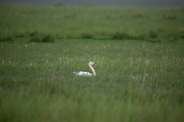 Swan in a green meadow