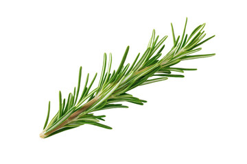 Fototapeta premium Long green herb with a pointed tip, isolated