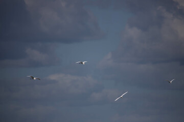 Birds flying high in the cloudy sky