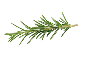 Fototapeta premium Long green herb with a white background, isolated