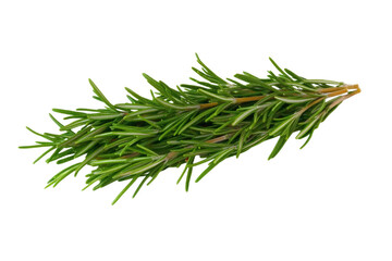 Bunch of fresh green herbs, possibly rosemary, are shown in a close up, isolated