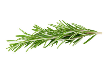 Green herb with white tips is shown in the image, isolated