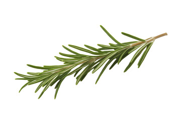 Long green herb with a thin stem, isolated