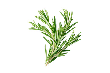 Fototapeta premium Bunch of fresh green rosemary leaves, isolated