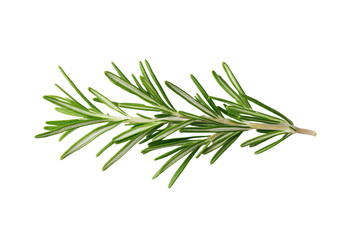 Fototapeta premium Green leafy plant with a long stem, isolated