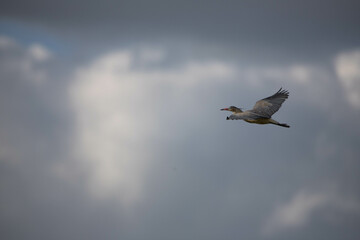 Heron flying high in cloudy skies