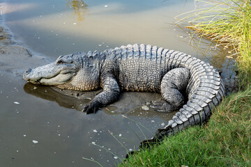 Alligator in South Padre Island, Texas