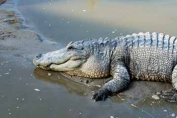 Alligator in South Padre Island, Texas