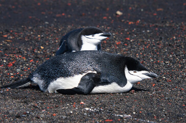 Gentoo penguin resting on Deception Island beach.