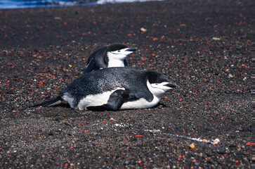Gentoo penguin resting on Deception Island beach.