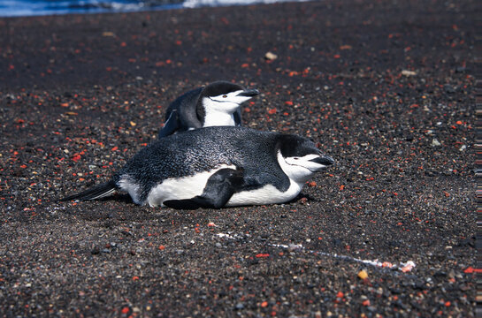 Gentoo penguin resting on Deception Island beach.