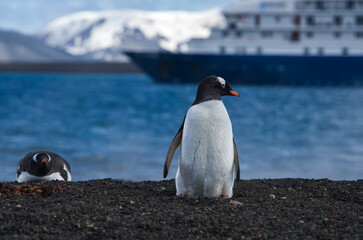 Obraz premium Gentoo penguins on Deception Island beach.