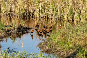 Black-Bellied Whistling Duck