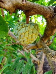 Custard apples