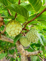 Custard Apple