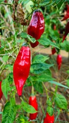 Red pepper