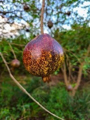 Pomegranate