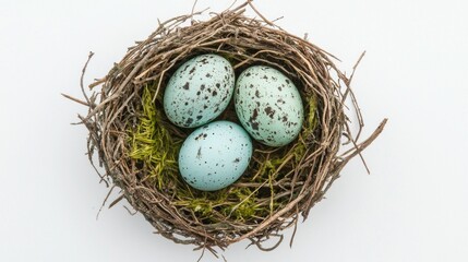 Obraz premium Three beautifully speckled eggs rest peacefully in a cozy bird nest. A delicate arrangement of twigs and soft moss enhances their natural beauty, creating a serene habitat