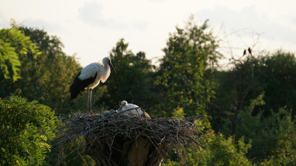storks