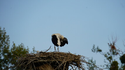 storks