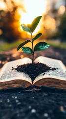 A small plant sprouts from the earth nestled in an open book, bathed in the warm glow of the setting sun.  New growth and knowledge.