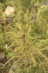depicts a tall plant with long, slender stems that branch out in various directions. The stems are covered in clusters of small, greenish-yellow buds, giving the plant a textured and intrica.