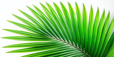 Lush Green Palm Leaves Isolated on White Background - Minimalist Stock Photo