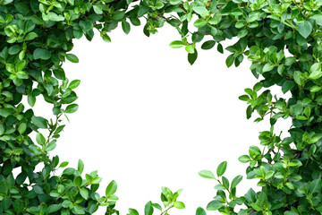 Fototapeta premium Nature framed greenery garden image bright aesthetic focus