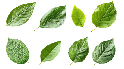 Naklejka premium Variety of green leaves nature close-up botanical outdoor plants